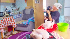 Отдаю в приют для Животных,Глистогоню поросят,закрыла сезон бройлеров,выключила и загнула матом