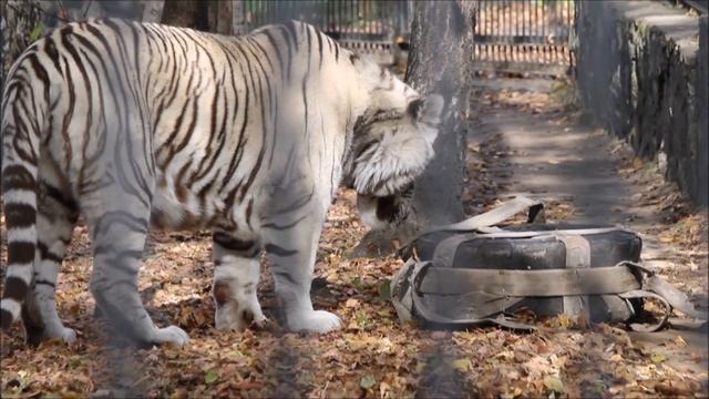 Бенгальский тигр Кови после сна лениво прошёлся по вольеру, потянул шину и пнул мячик 01.10.2025 смотреть онлайн