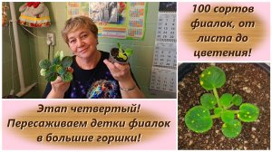 100 сортов фиалок, от листа до цветения! Этап четвертый! Пересаживаем детки фиалок в большие горшки!