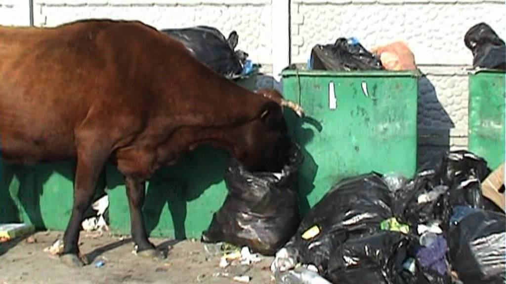 Коровы Приморска смотреть онлайн