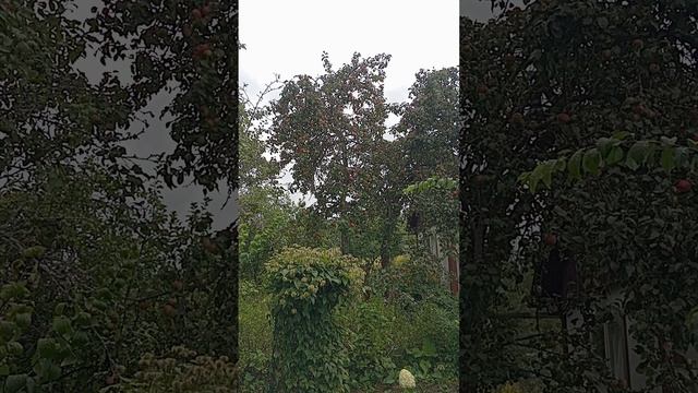 VID_20250826_140142   Яблони ,груша  