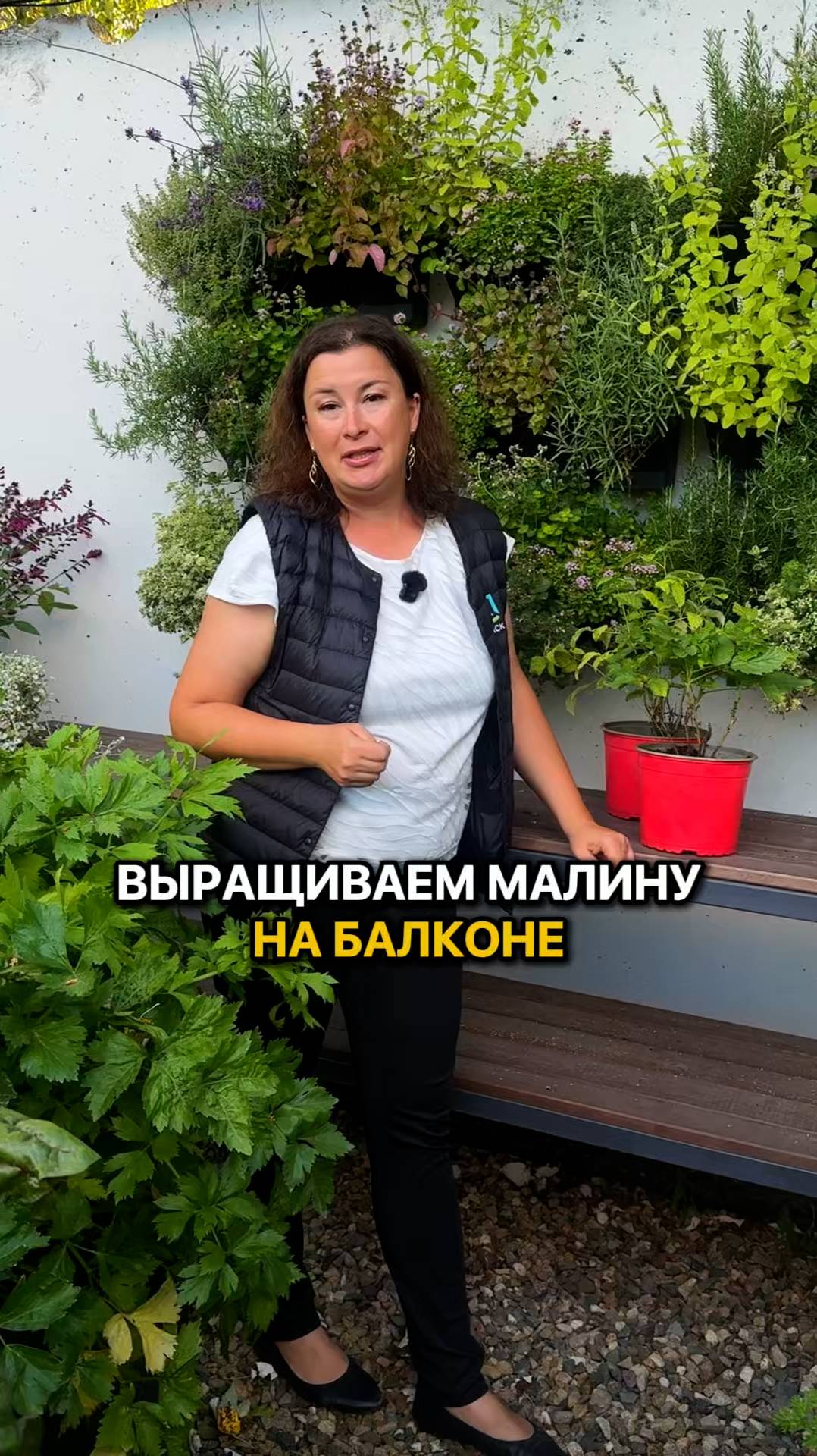 Как вырастить малину на балконе? Очень просто!