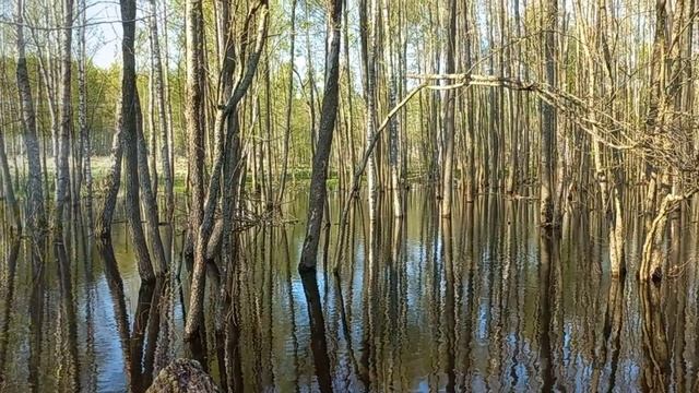 Тульская область_1к.с_май2025_Рук.Трубина Виктория