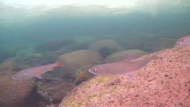 КОМЕДИЯ РОК Как рыба об лёд!(( смотреть онлайн