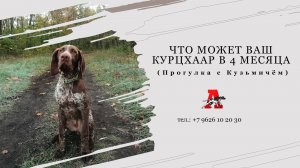 Курцхаар в 4 месяца - как выглядит прогулка.