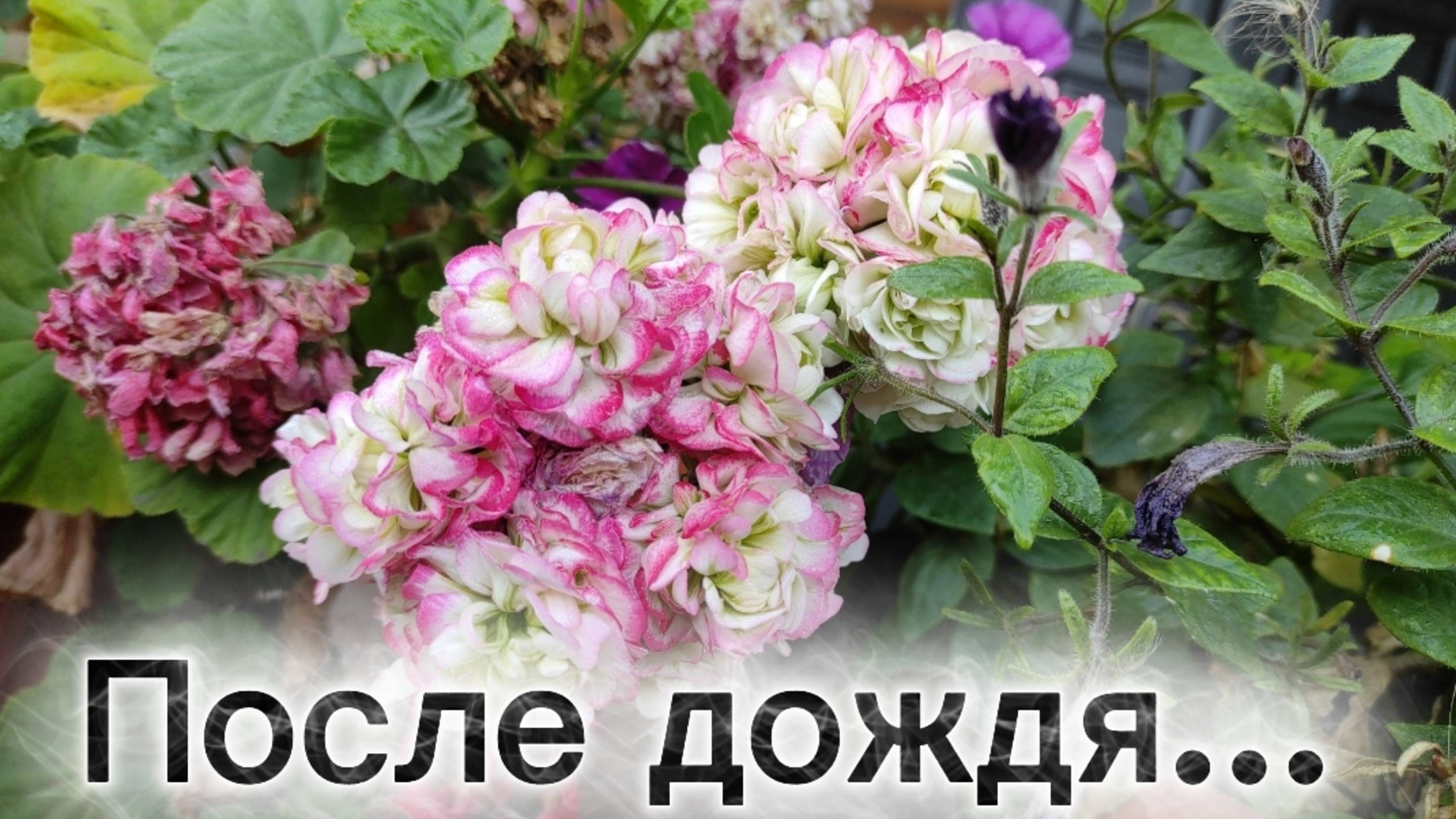 После дождя... 6 октября 2025 г. смотреть онлайн