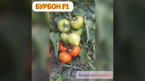 Томат БУРБОН F1  носатый  от роду)))