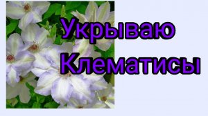 Укрываю Клематисы