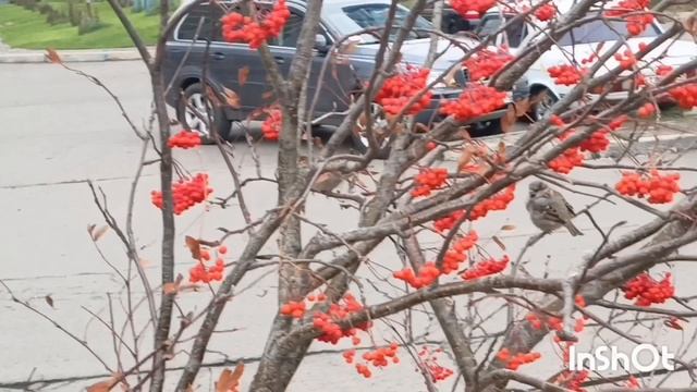 купила новую орхидею, прогулка по красноярску! самолет на автостоянке 🙂👍 смотреть онлайн