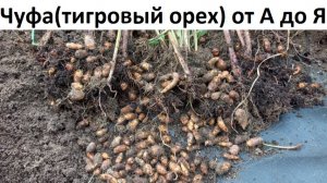 Чуфа от А до Я в природном земледелии.