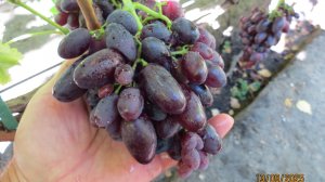 13.09.2025. Виноград БАРИН и МУСКАТ ДУБОВСКИЙ в г. Липецке.