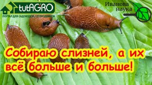 ПЕРЕСТАНЬТЕ СОБИРАТЬ СЛИЗНЕЙ НА УЧАСТКЕ! Так их будет ТОЛЬКО БОЛЬШЕ! Почему нельзя собирать слизней.