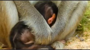 Бедный, голодный baby monkey с недоумением смотрит на... 1000036597.mp4