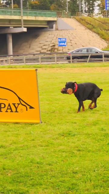 Video_2025-10-06_15-34-03