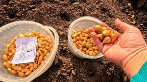 Все тонкости, плюсы и минусы посадки ОЗИМОГО ЛУКА!!