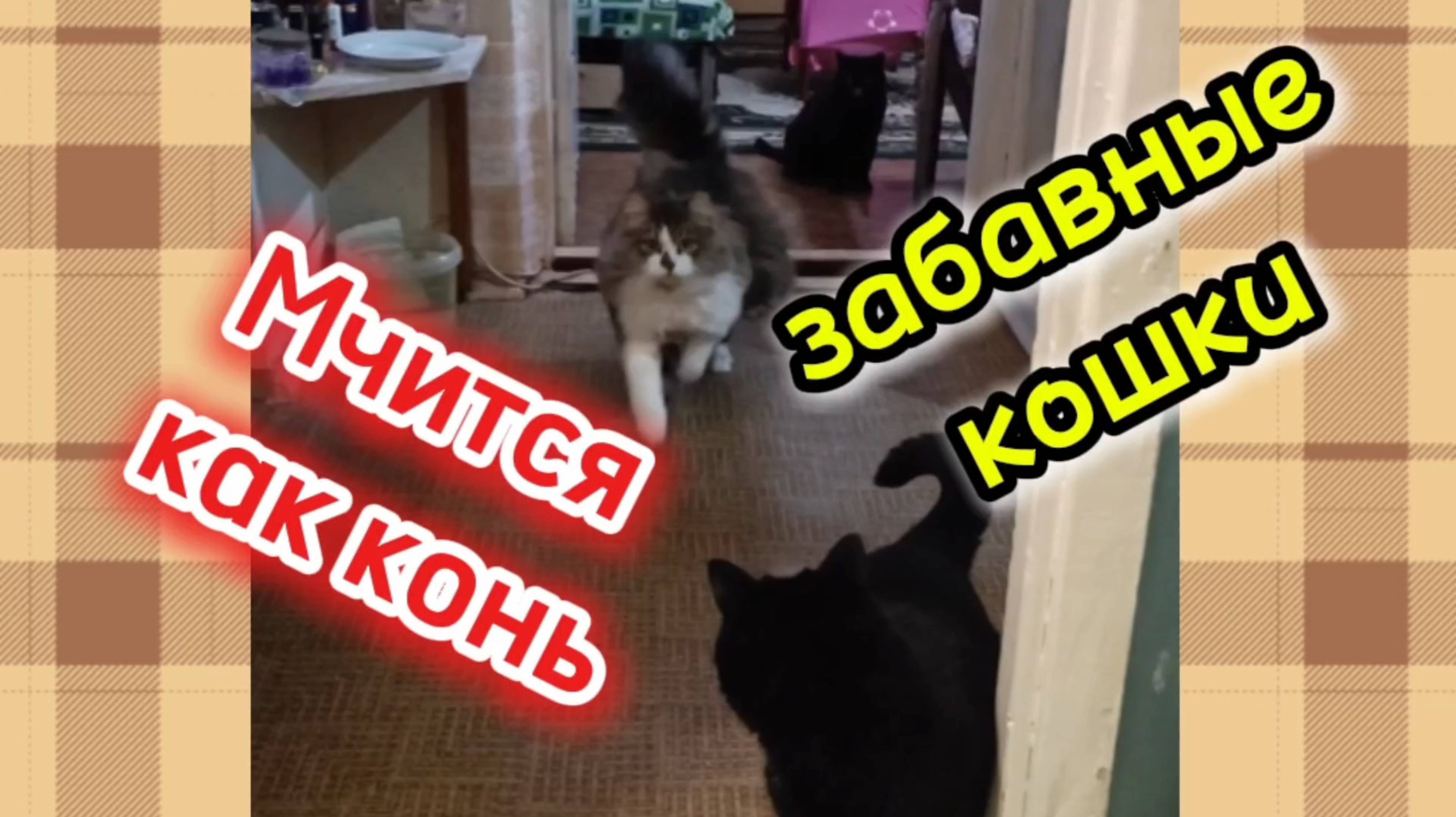 Забавные котики смотреть онлайн