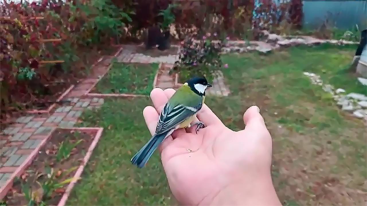 Дубненские спасатели выпустили на волю спасенную от ворон синицу смотреть онлайн