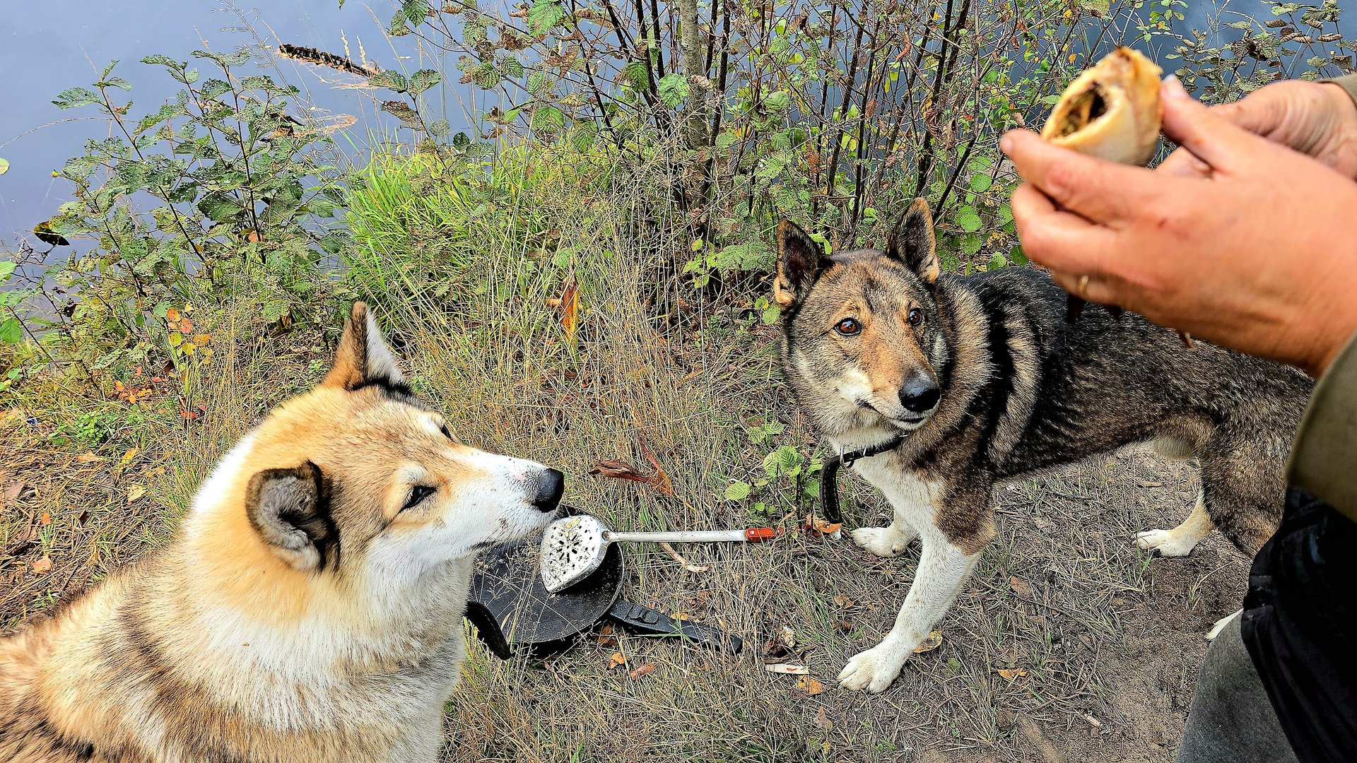 Захотелось рыбки
