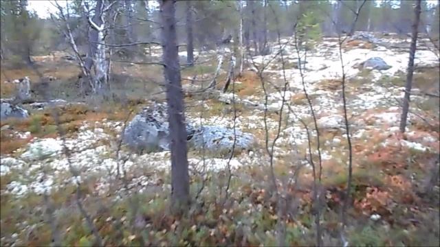 Чумовые рассказы. По ягельному лесу. Просто иду и говорю. смотреть онлайн