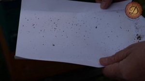 НАДЁЖНО УБИВАЕМ КЛЕЩА, БЕЗ ВАРРОАТОЗА