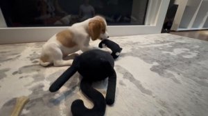 Русский спаниель 06-10-2025 Рокси растет ей скоро будет 2 месяца.