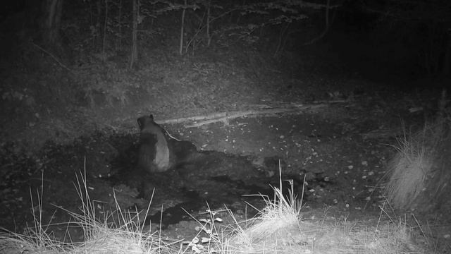 Кабан фото ловушка смотреть онлайн