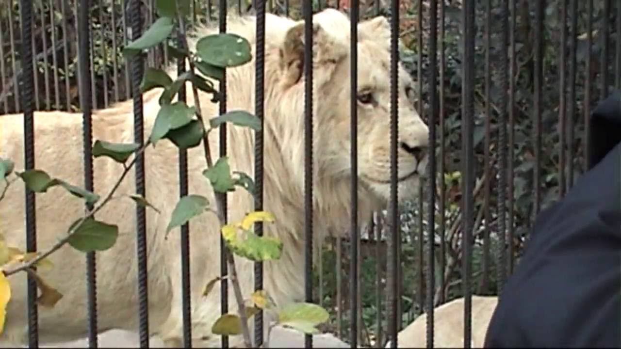 КРЫМ 11 ноября 2010. Бал хризантем, зоопарк смотреть онлайн