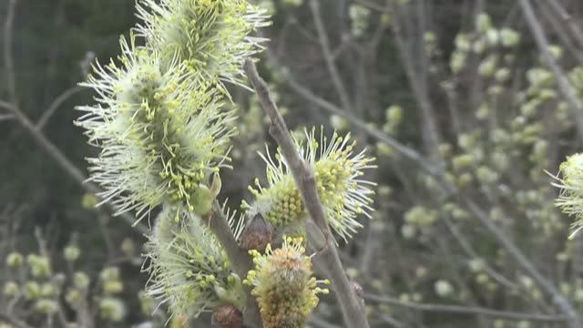 Маёвка 2019.Посадка сосновых, еловых.Вологда