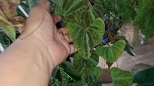 Небольшой обзор комнатных цветочков 🪴6.10.25