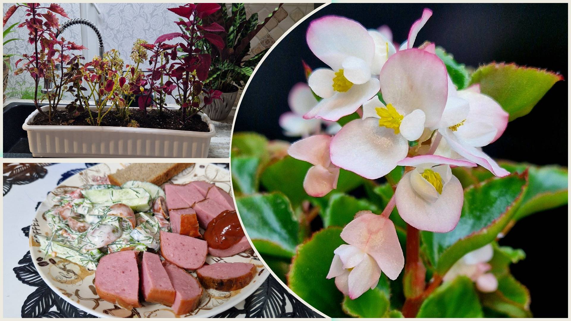 Занесла колеусы и другие цветы в дом на зимовку. Водосток в работе!👍 Своя зелень наросла 🌿🤤 смотреть онлайн