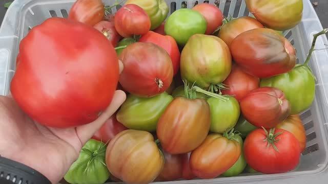 10 сортов томатов - урожайные, не болеют, не нужно формировать, берите в 26 сезон смотреть онлайн