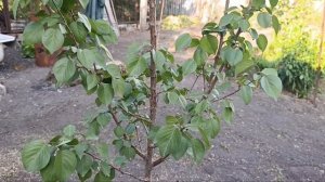 Срочно исправляем крону дерева