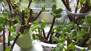 МОЩНЫЙ СТИМУЛЯТОР ДЛЯ КОРНЕЙ! Готовим за копейки — результат шокирует