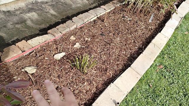 Новая мульча под пионы, обрезала часть кустов, октябрь 2025 смотреть онлайн