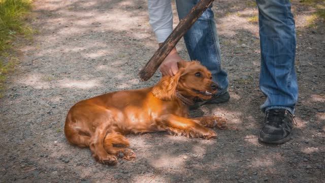 Сеттер смотреть онлайн