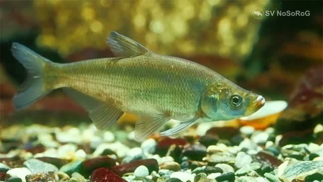 Какие водоёмы и глубины предпочитает Верхогляд (Predatory carp) — Chanodichthys erythropterus ? смотреть онлайн