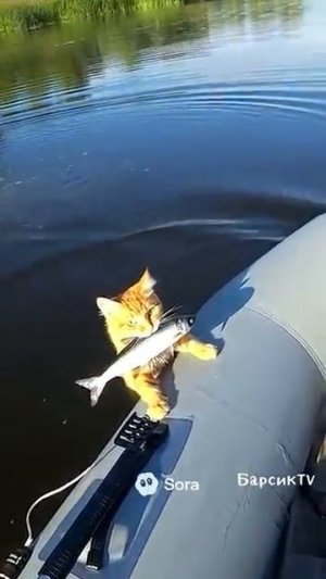 Кота барсика рыбака показали по телевиденью
