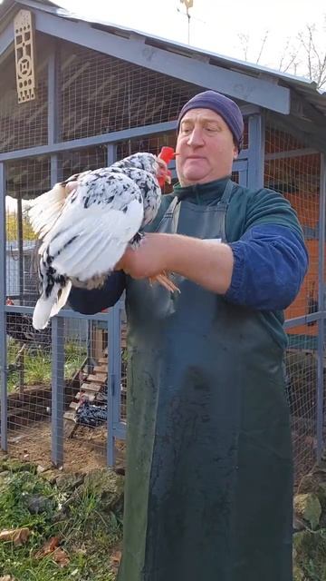 ТОЛЬКО ТАК ДОЛЖНЫ ВЫГЛЯДЕТЬ ВАШИ КУРЫ ОСЕНЬЮ! 06.10.2025 ГОД. смотреть онлайн