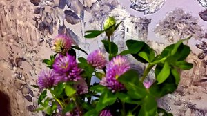 КЛЕВЕР-КРАСАВЧИК!