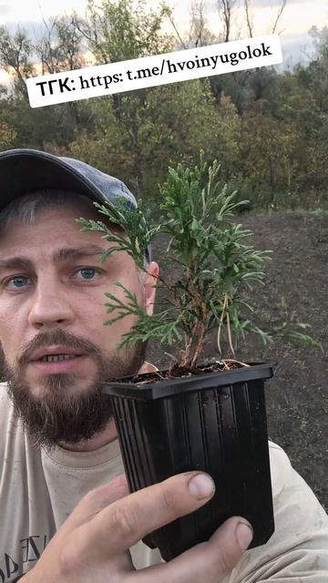 Что лучше- выращивать свои овощи или заработать на растениях?🤔 смотреть онлайн