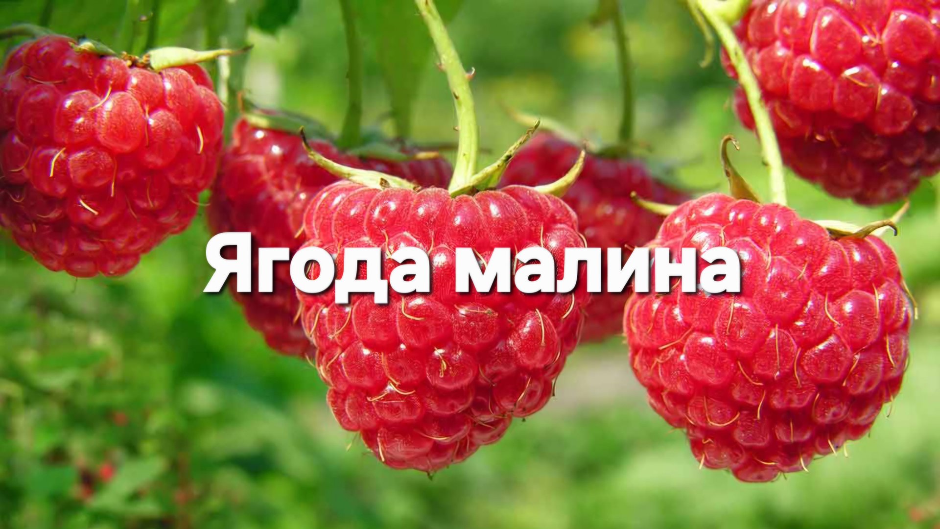 Ягода малина, нас к себе манила