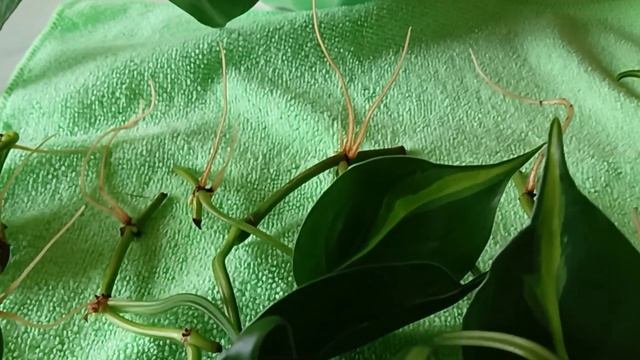 Филодендрон Бразил уход, размножение смотреть онлайн