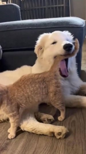 😂 КУСЬ ЗА УШКО 🙀 | СЛАДКАЯ БУЛОЧКА 🤤 | ОЗВУЧКА ОТ ROMEO 🔥 | #говорящийкот #озвучка #угараю