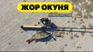 #strettfishing | Нашёл и беспощадно напорол жирных окуней |