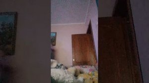 дзд