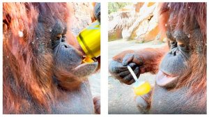 Орангутан САМА ест ложкой! Шимпанзе поругались! Борщ потом сварим! Фруктовое пюре можно есть и пить!