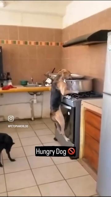 утащил и слопал