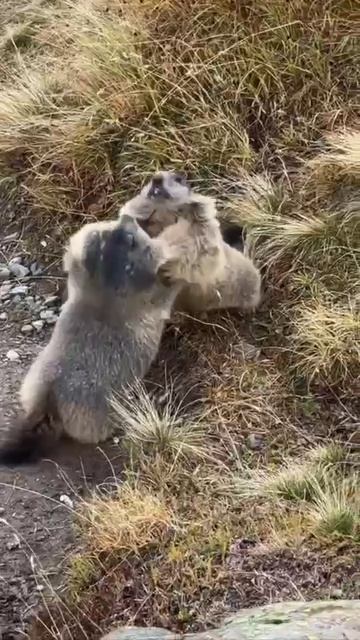 В Польше подрались два бобра.