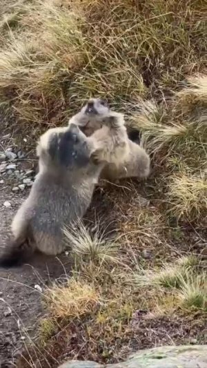 В Польше подрались два бобра.