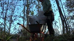 6 соток 1 октября 2025 года. 2 часть. Голубика.